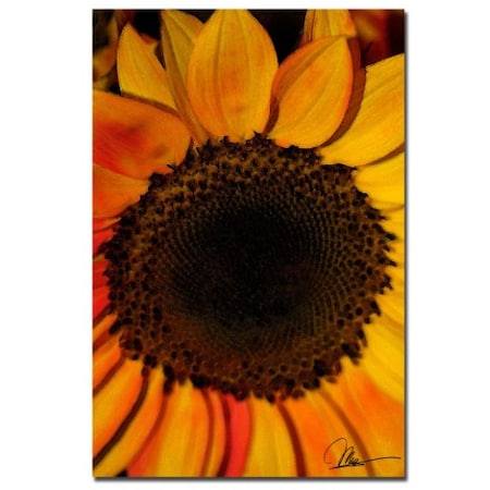 Martha Guerra 'Sunflowers XII' Canvas Art,16x24